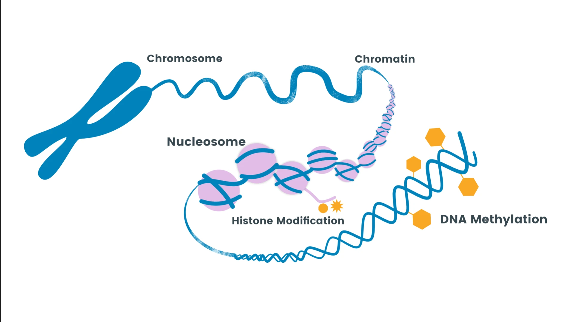 DNA Methylation Market Is Projected To Grow With a CAGR of 14.5% During The Forecast 2023 - 2032