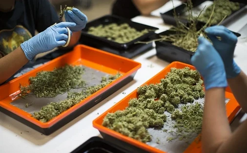 How Should I Maintain My Bud Cutters? | LTD TRIMMING