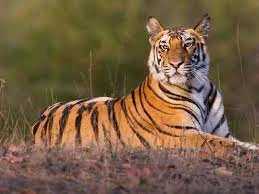 Jeep Safari in Ranthambore National Park, Rajasthan, India