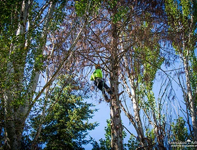 Preserve Your Surroundings: Wonders of Tree Removal Services