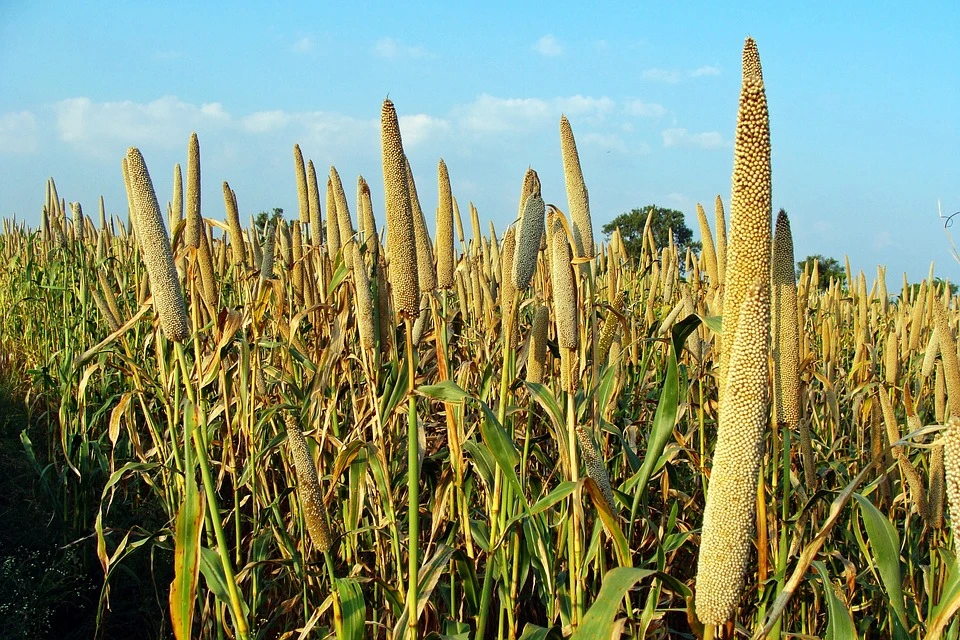 What Is Millet Grain?