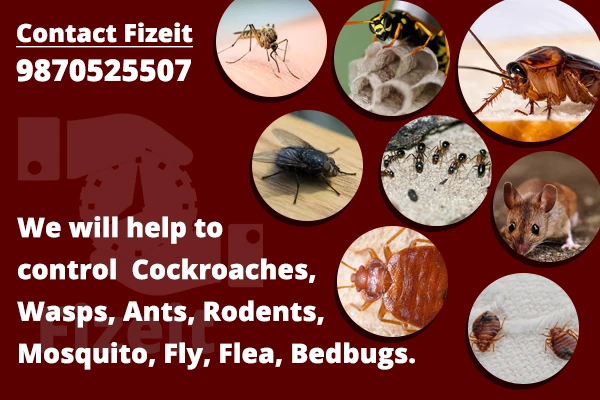Best Pest Control Services in Delhi and Gurgaon