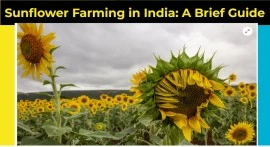 Sunflower Farming in India: A Brief Guide