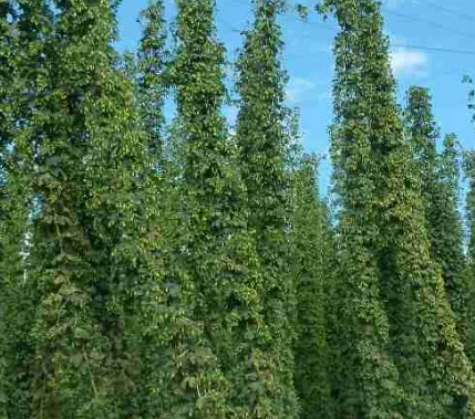 A Complete Hop Shoot Farming Handbook