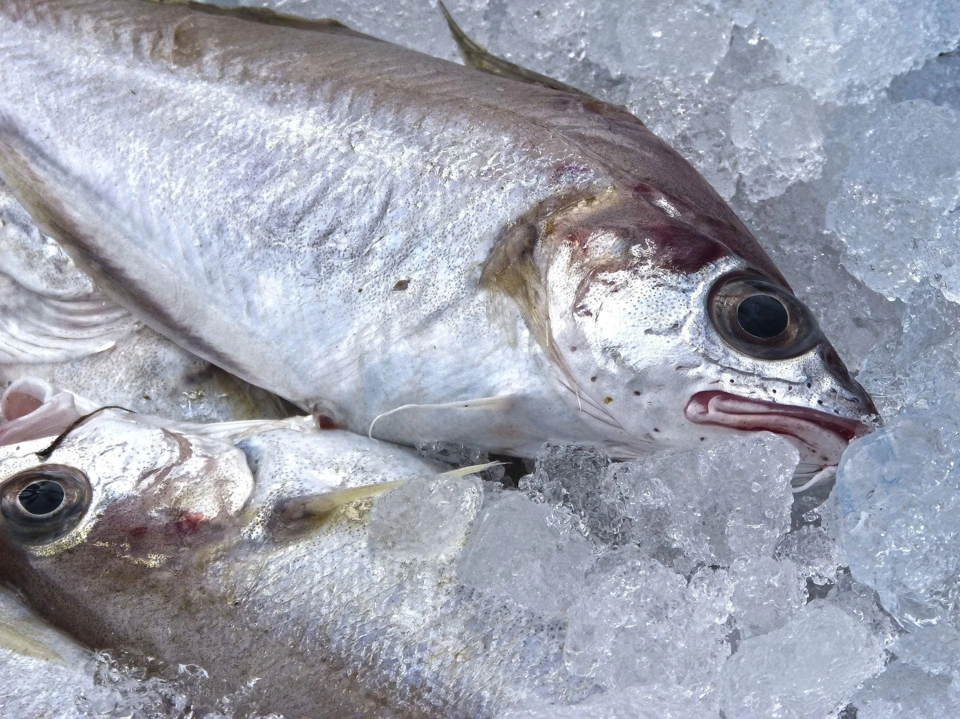 Retaining Seafood Quality With a Blast Freezer: Everything to Know