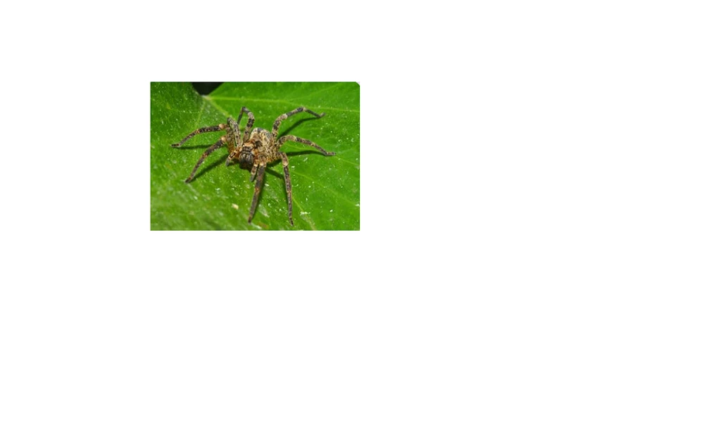 My Guy Pest and Lawn – Lawn Weed Control Utah