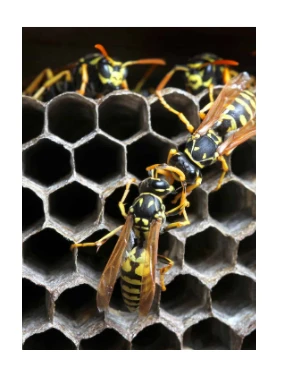 Get rid of Wasp – Utah in My Guy Pest and Lawn Solutions