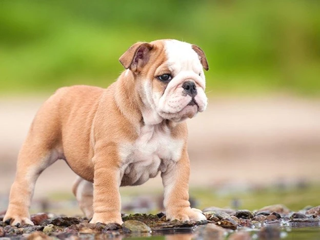 The 5 Most Common Health Issues in Bulldogs