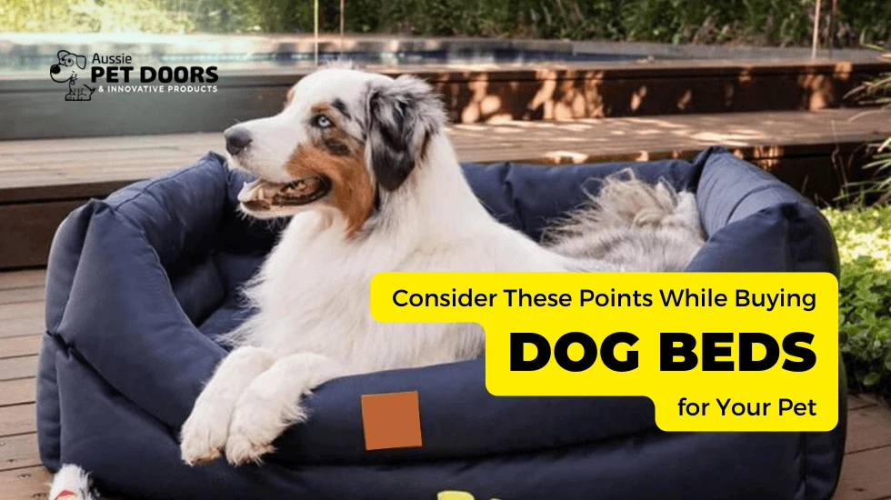 Consider These Points While Buying Dog Beds for Your Pet