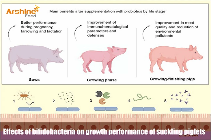 Effects of bifidobacteria on growth performance of suckling piglets