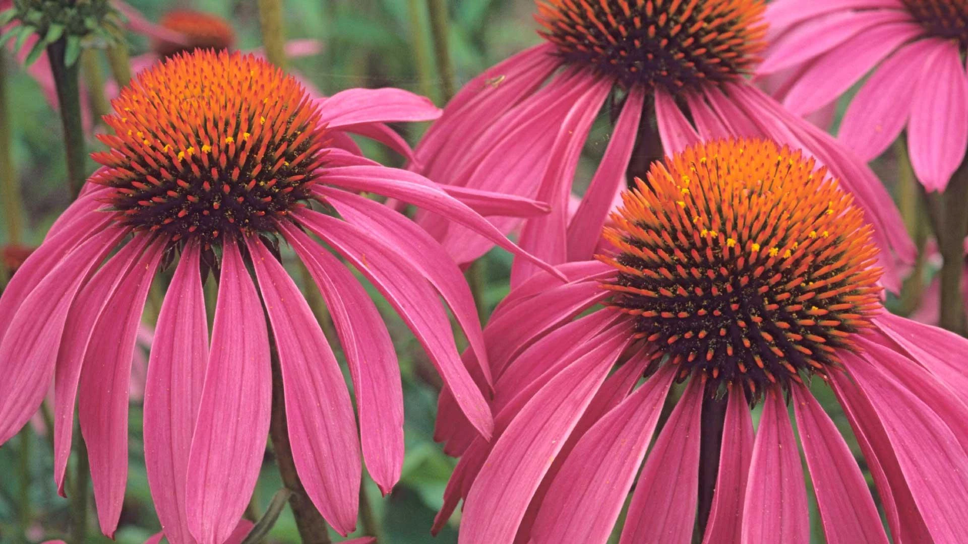 Immunomodulatory effect of Echinacea and its application progress in aquaculture