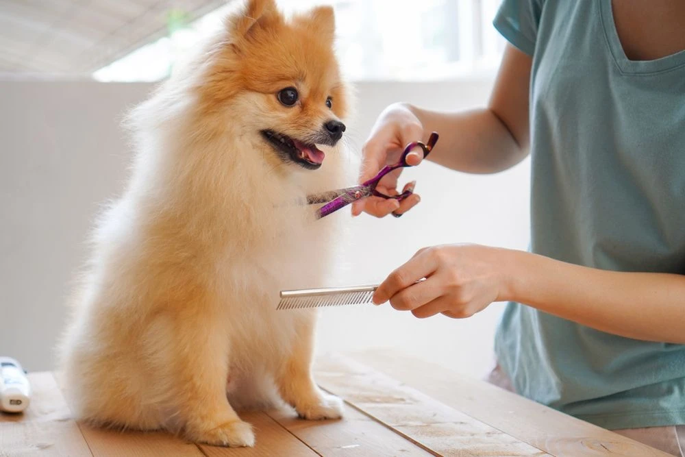 Pet Grooming Market Size, Share, Industry Overview, Latest Insights and Forecast to 2028