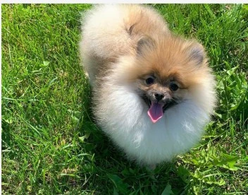 Teacup pomeranians for sale near me
