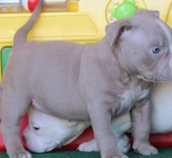 Pitbull bully puppies for sale near me