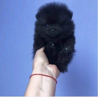Pomeranian puppies near me