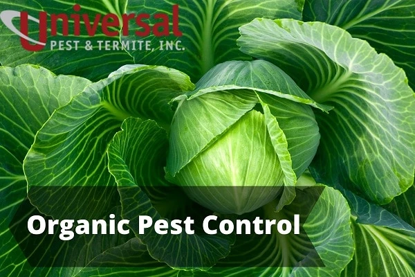 How Much Organic Pest Control Is Needed And Safe, This Will Help You To Know