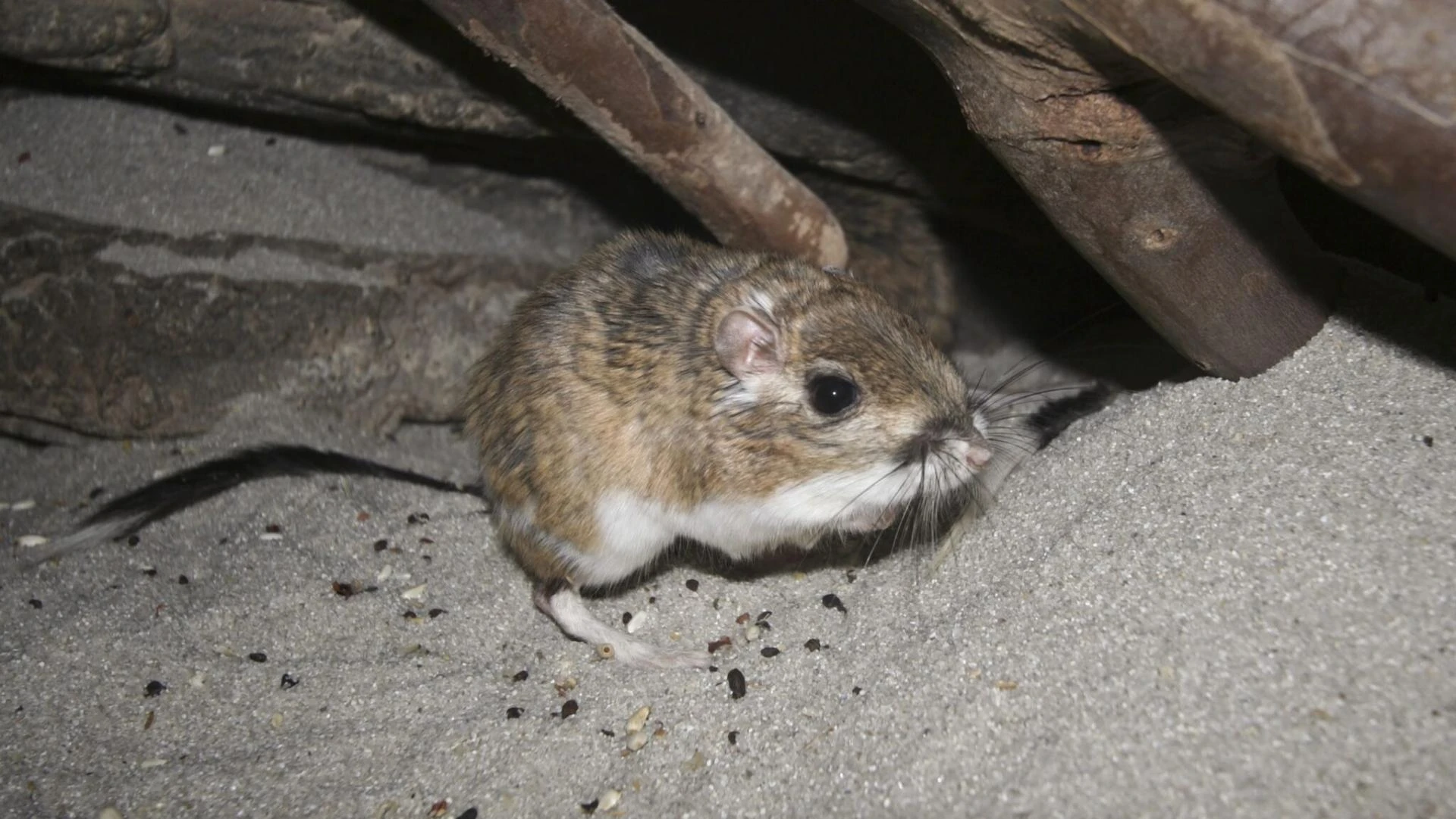 How An Efficient Rodent Control Near Me Service Can Help You In Preventing Rodent Infestation?