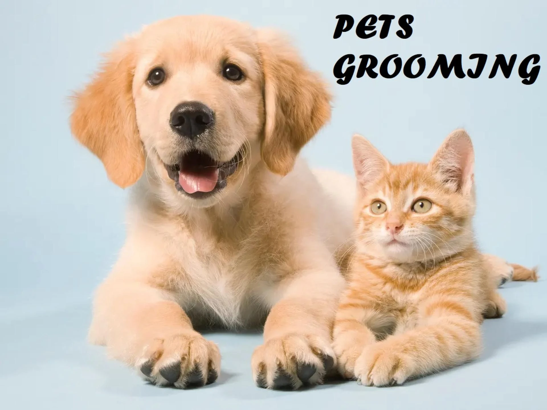 A Guide to Professional Pet Care in the Dubai