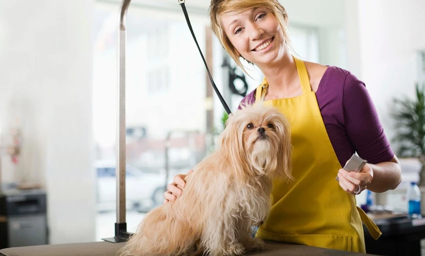 Best Mobile Pet Grooming Abu Dhabi Services