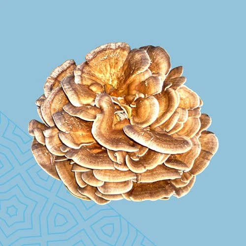 Never Lose Your Mushroom Tinctures Again