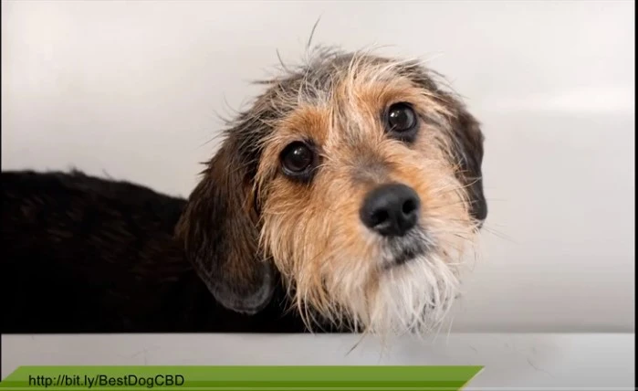 CBD Oil For Dogs With Joint Pain &amp; Anxiety - CBD For Dogs To Calm Down