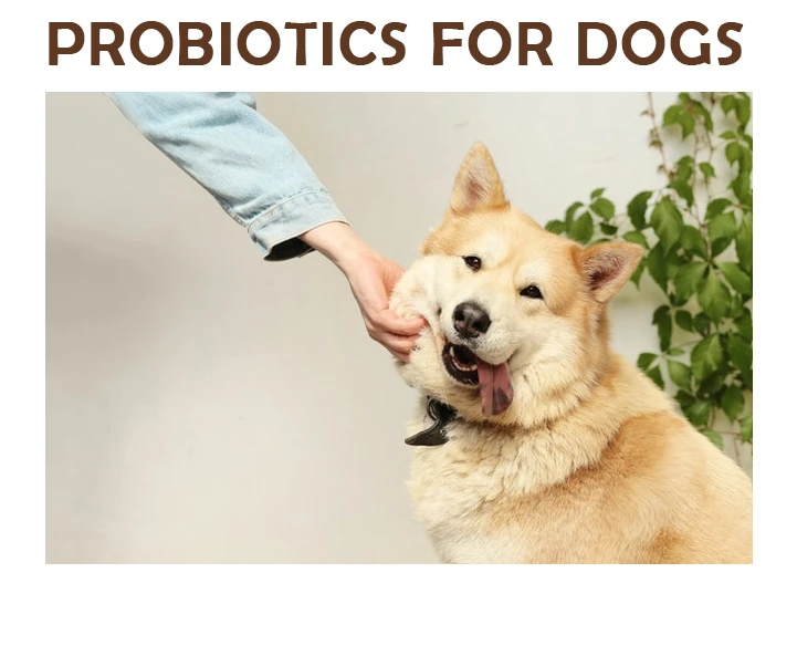Unleashing the Power of Probiotics for Happy Paws: A Guide to Canine Wellbeing in Australia