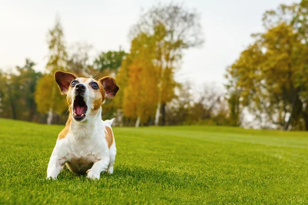 The importance of dog probiotics Australia