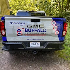 Effective Fleas Control Solutions in Buffalo: Your Trusted Exterminators