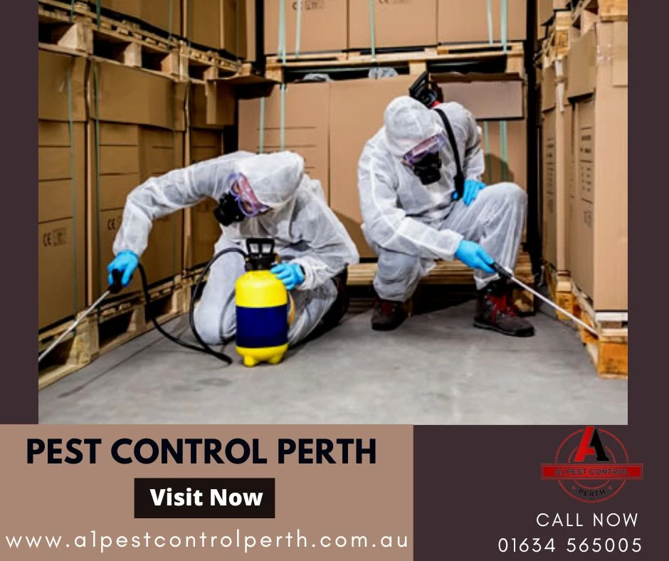 Guide On To Find The Best Pest Control In Rockingham For Termite Treatment