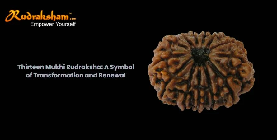 Thirteen Mukhi Rudraksha: A Symbol of Transformation and Renewal