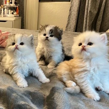 Discover the Dreamdoll Age: Persian Kittens of Various Ages Available