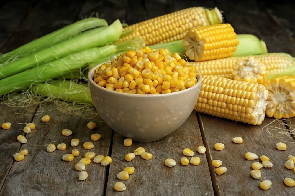 What is the difference between corn and sweet corn?