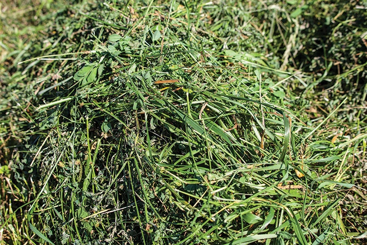 Alfalfa Hay Market Size, Share, Growth, Trends, Demand, Forecast 2024-2032