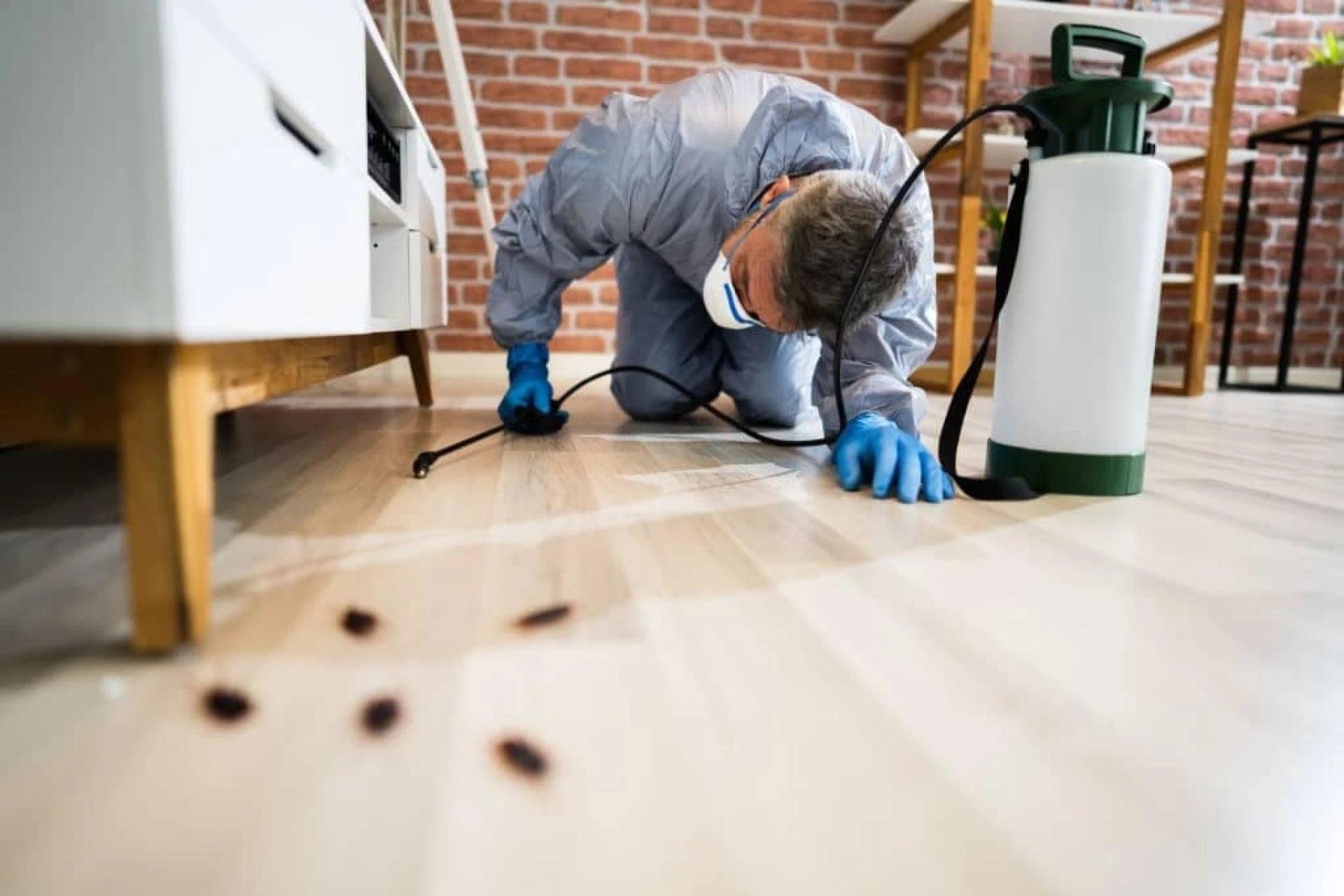 Expert solutions of pest control in North London are preferred