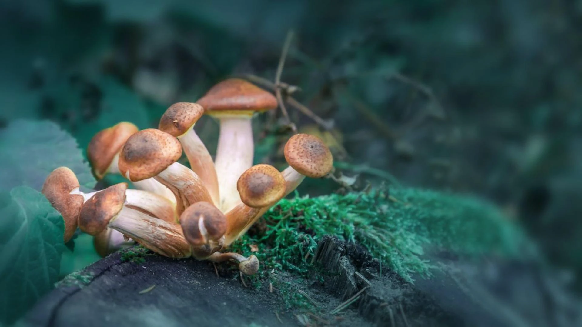 Some Effective Advantages  Magic Mushrooms
