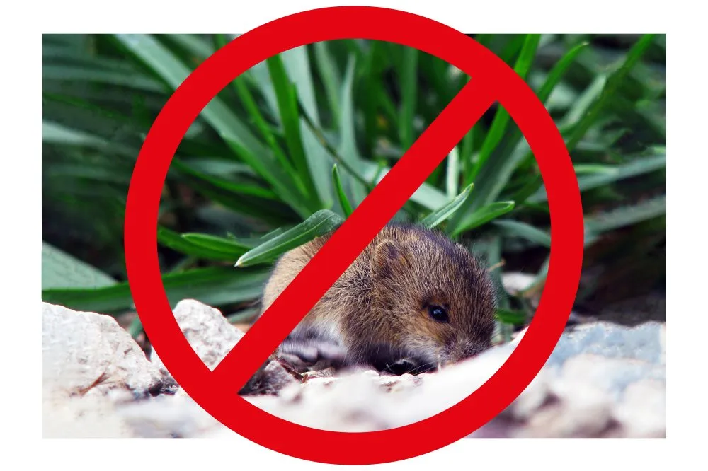 5 Techniques For Reliable Rodent Control