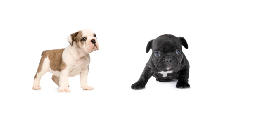 What Is a Whelping Box? Is the Use of One Necessary?