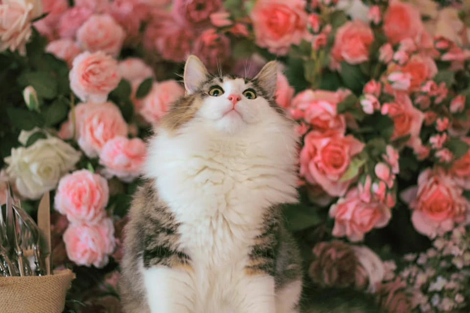 Understand The Essentiality Of Wedding Photography!