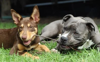 Trusted K9 Dog Services for Training, Grooming, and Boarding