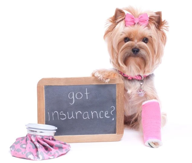 Insurance for animals and what each one covers