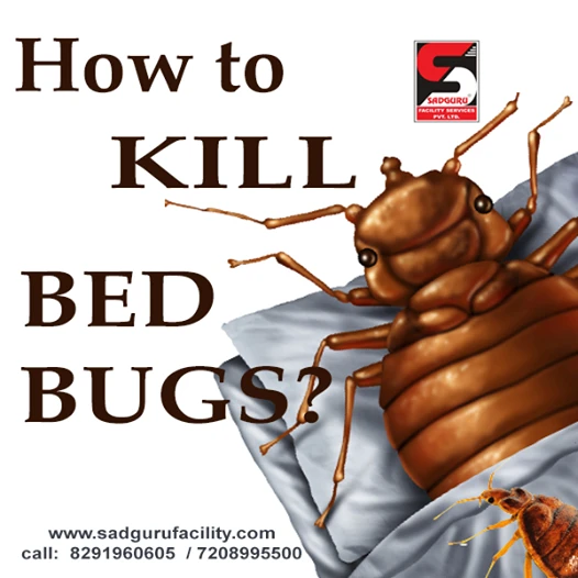 Pest Control Services in Bandra – Sadguru Pest Control