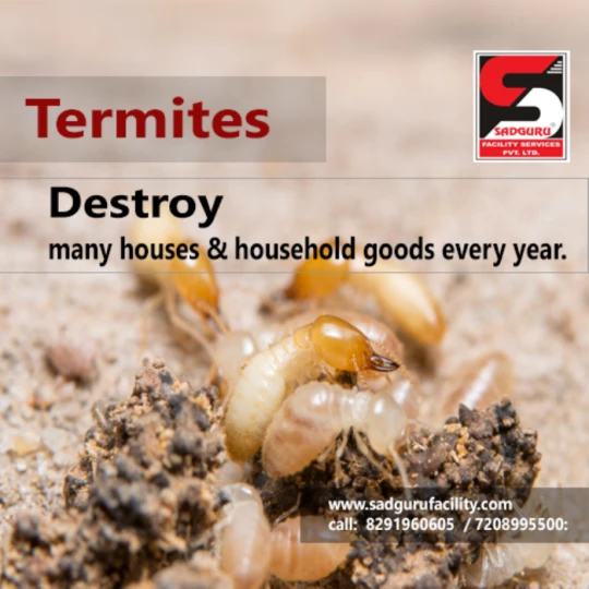 Pest Control Services Near Me – Sadguru Pest Control
