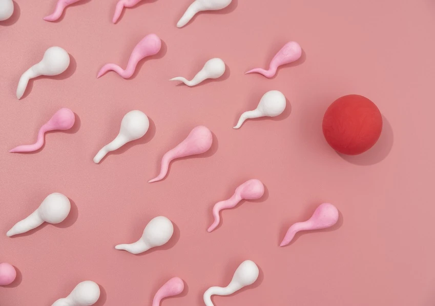 How to Authentically Increase Egg Quality For IVF