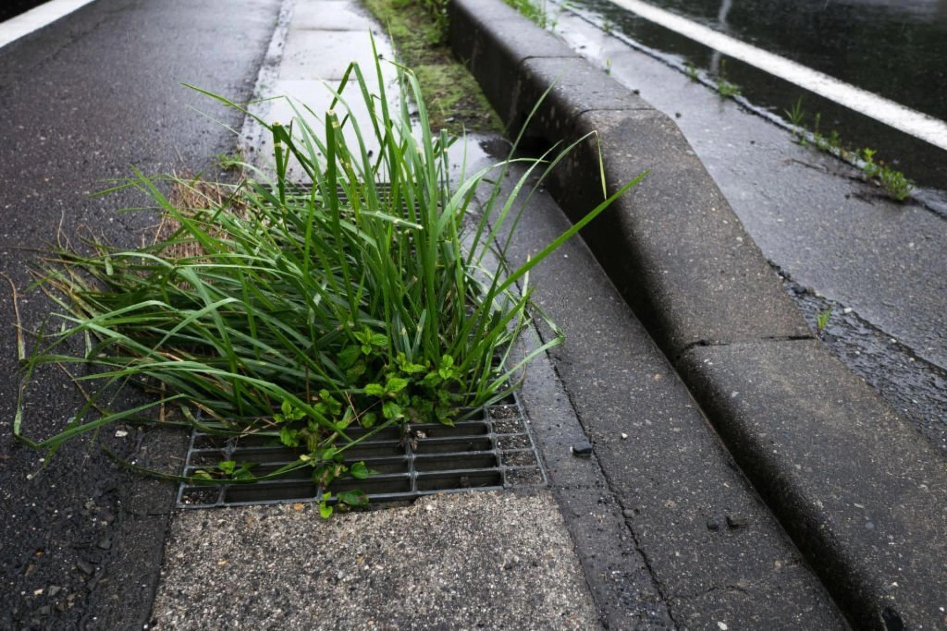 Clearing the Way: Say Goodbye to Blocked Drains in Brighton