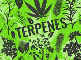 The Best Terpenes For Sale