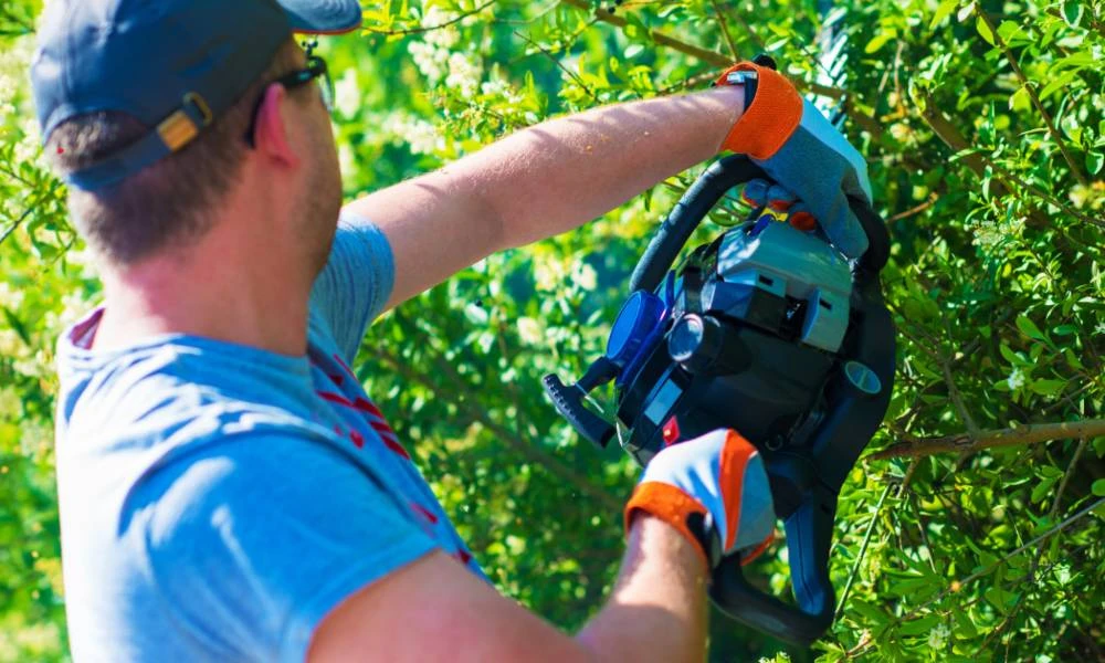 How Can I Avoid Damaging My Hedges While Trimming?