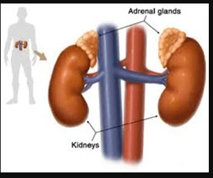 How to Test Adrenal Function: A Comprehensive Guide