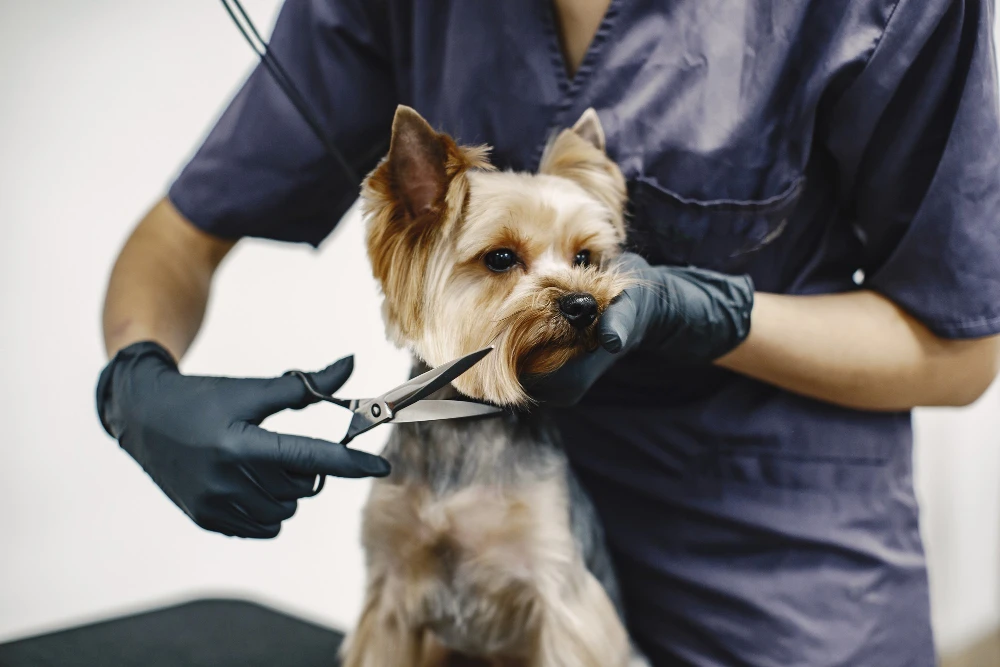 What are the benefits of taking an online dog grooming course?