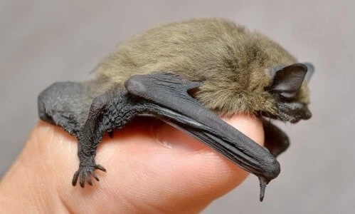 Thе Dangеrs of Bat Guano and Its Clеanup in Houston