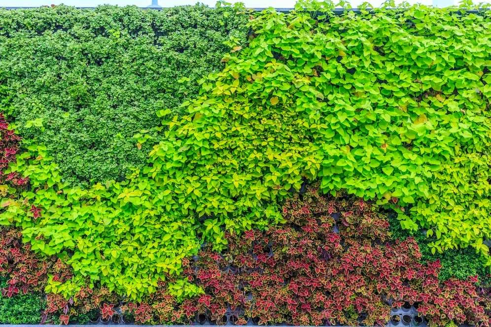 How to Make a Vertical Wall Garden